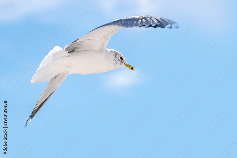 Fototapeta premium Ring-billed Gull soaring through a clear blue sky in mid-flight