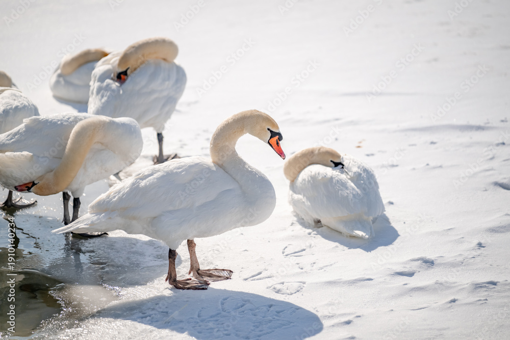 Obraz premium Mute Swan sitting on snow near frozen lake