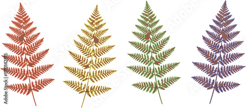 A vibrant green fern leaf and evergreen pine branch are isolated on white, creating a natural forest decoration for a winter Christmas holiday or New Year celebration