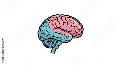 Human brain illustration with pink and blue hemispheres on white background for medical education and science concepts