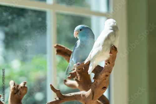 Two cute Forpus parrotlets sitting on a wooden branch near the window with natural light