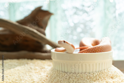 Close up of curious Albino Corn Snake raising head while soaking in water bowl