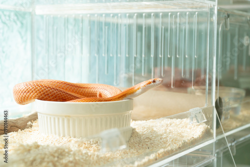 Albino Corn Snake soaking in water bowl inside clear acrylic breeding box with aspen bedding