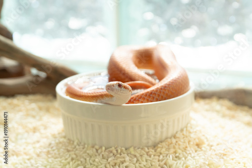 Cute orange Albino Corn Snake soaking in a white water bowl inside a terrarium