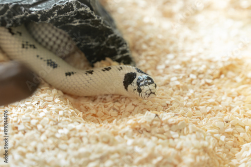 Close up of white and black Reverse California Kingsnake crawling on aspen bedding
