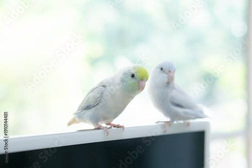 Two cute pastel Forpus parrotlets sitting together with soft background