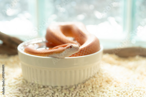 Cute orange Albino Corn Snake soaking in a white water bowl inside a terrarium