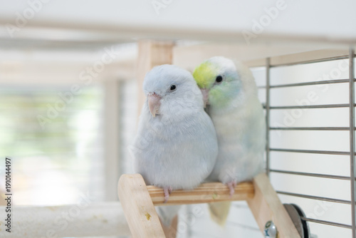 Pastel Lovebird Duo on Wooden Perch