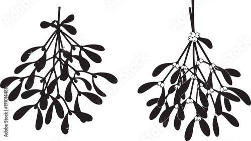 Two Mistletoe Clusters with White Berries on White Background