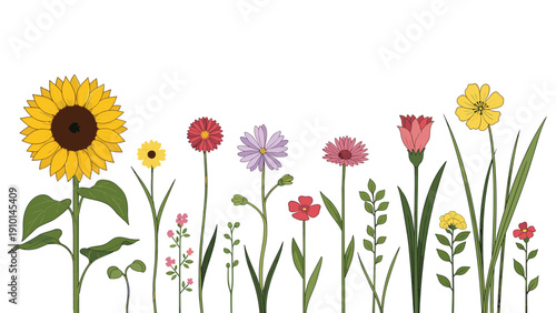 Diverse row of colorful wildflowers including a large sunflower and various smaller blooms stand tall with green leaves against a white space.