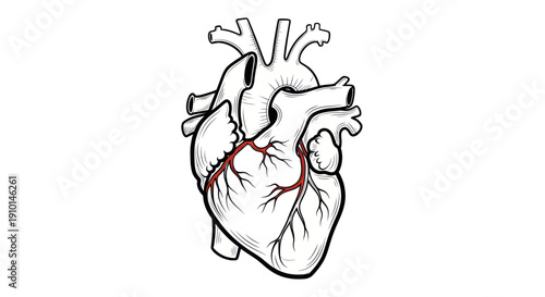 Anatomical Heart Illustration, Medical Symbol, Cardiovascular System