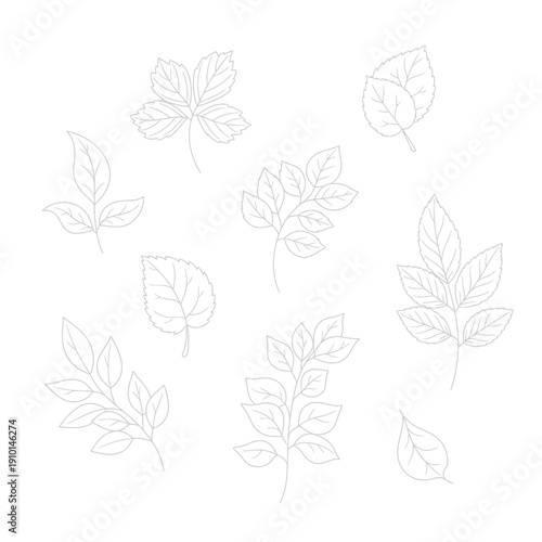 Wallpaper Mural Botanical Line Art: Assorted Leaves and Branches Sketch on White Background Torontodigital.ca