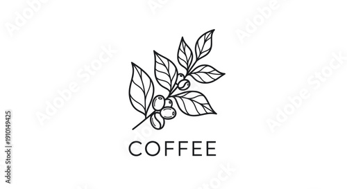 Hand-drawn coffee branch with beans and leaves, simple line art logo