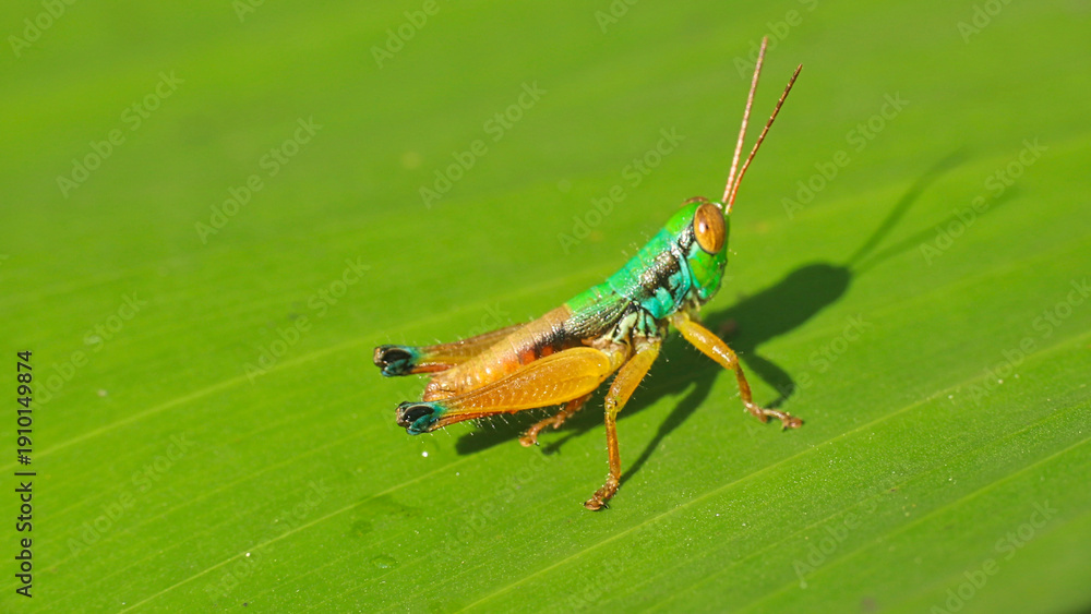 Fototapeta premium Grasshopper casting shadow on leaf