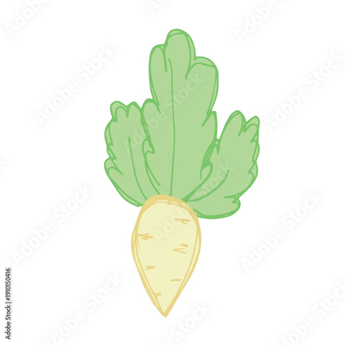 Hand drawn farm daikon radish plant with green leaves Fresh vegetable doodle Healthy eco food Organic garden vegetarian food For design, print, packaging, decor, kids books
