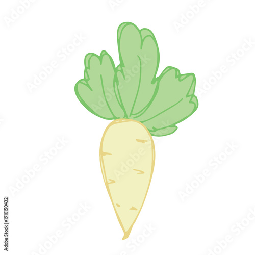 Hand drawn farm daikon radish plant with green leaves Fresh vegetable doodle Healthy eco food Organic garden vegetarian food For design, print, packaging, decor, kids books