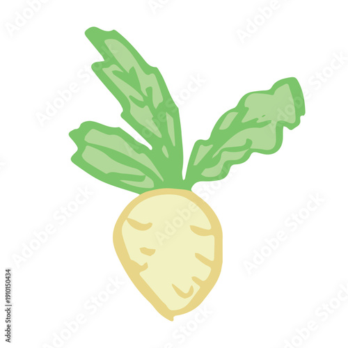Hand drawn farm daikon radish plant with green leaves Fresh vegetable doodle Healthy eco food Organic garden vegetarian food For design, print, packaging, decor, kids books