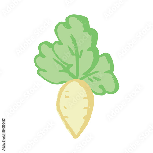 Hand drawn farm daikon radish plant with green leaves Fresh vegetable doodle Healthy eco food Organic garden vegetarian food For design, print, packaging, decor, kids books