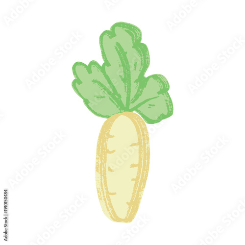 Hand drawn farm daikon radish plant with green leaves Fresh vegetable doodle Healthy eco food Organic garden vegetarian food For design, print, packaging, decor, kids books