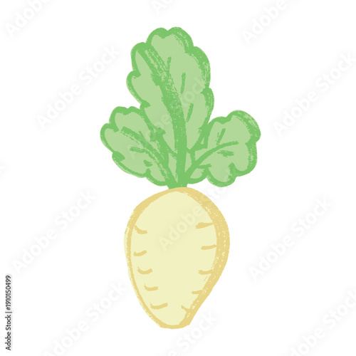 Hand drawn farm daikon radish plant with green leaves Fresh vegetable doodle Healthy eco food Organic garden vegetarian food For design, print, packaging, decor, kids books