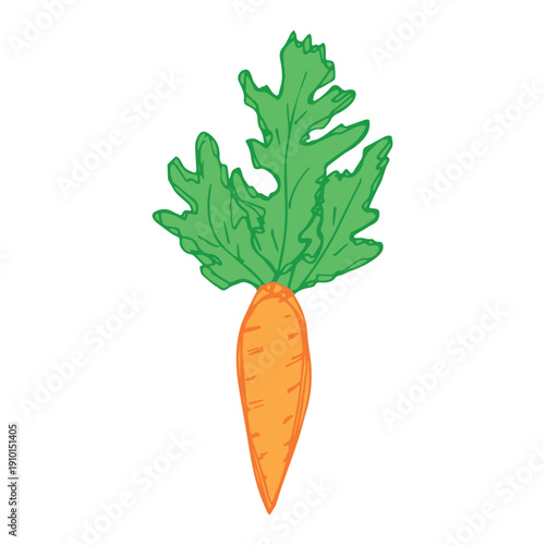 Hand drawn farm carrot plant with green leaves Fresh vegetable doodle Healthy eco food Organic garden vegetarian food For design, print, packaging, decor, kids books, coloring pages