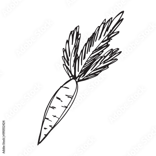 Hand drawn farm carrot plant with green leaves Fresh vegetable doodle Healthy eco food Organic garden vegetarian food For design, print, packaging, decor, kids books, coloring pages