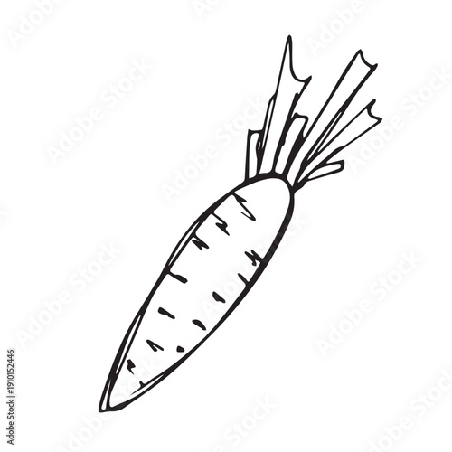 Hand drawn farm carrot plant with green leaves Fresh vegetable doodle Healthy eco food Organic garden vegetarian food For design, print, packaging, decor, kids books, coloring pages