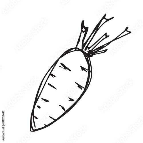 Hand drawn farm carrot plant with green leaves Fresh vegetable doodle Healthy eco food Organic garden vegetarian food For design, print, packaging, decor, kids books, coloring pages