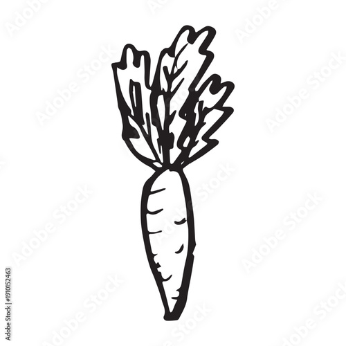 Hand drawn farm carrot plant with green leaves Fresh vegetable doodle Healthy eco food Organic garden vegetarian food For design, print, packaging, decor, kids books, coloring pages
