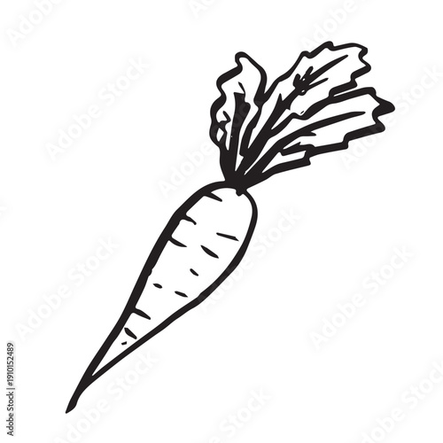 Hand drawn farm carrot plant with green leaves Fresh vegetable doodle Healthy eco food Organic garden vegetarian food For design, print, packaging, decor, kids books, coloring pages