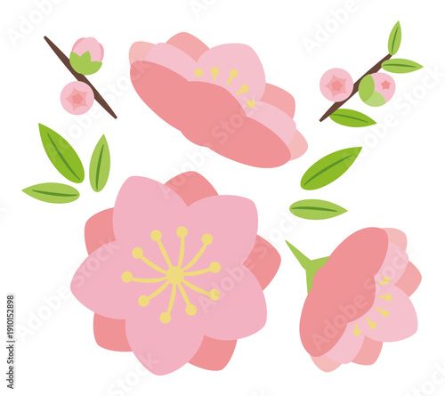 八重咲きの桃の花と蕾