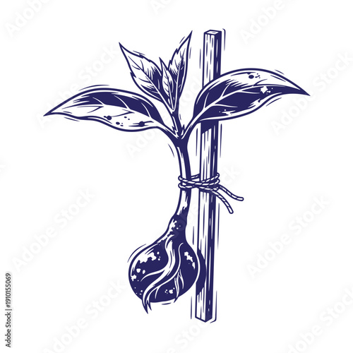 Grunge texture Drawing of a plant with a bulbous root system tied to a stake with a rope  horticulture and gardening concept Vintage Style