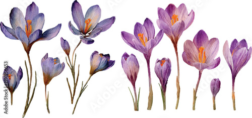 purple crocus flowers