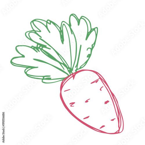 Hand drawn farm radish beet beetroot plant with green leaves Fresh vegetable doodle Healthy eco food Organic garden vegetarian food For design, print, packaging, decor, kids books