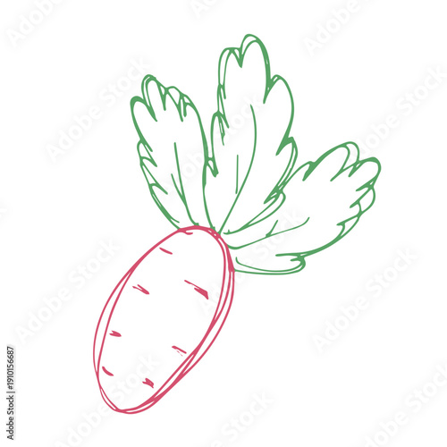 Hand drawn farm radish beet beetroot plant with green leaves Fresh vegetable doodle Healthy eco food Organic garden vegetarian food For design, print, packaging, decor, kids books