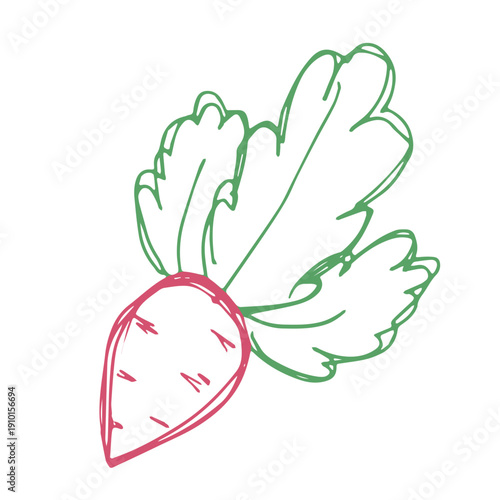 Hand drawn farm radish beet beetroot plant with green leaves Fresh vegetable doodle Healthy eco food Organic garden vegetarian food For design, print, packaging, decor, kids books