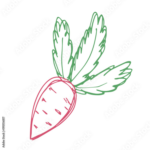 Hand drawn farm radish beet beetroot plant with green leaves Fresh vegetable doodle Healthy eco food Organic garden vegetarian food For design, print, packaging, decor, kids books