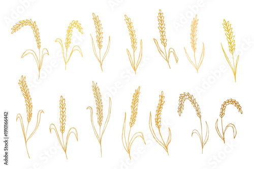 Set of hand drawn cereal wheat oat rye barley rice ears spikelet clipart Organic wheat bread agriculture farming harvest healthy food Single element for design print packaging label decor