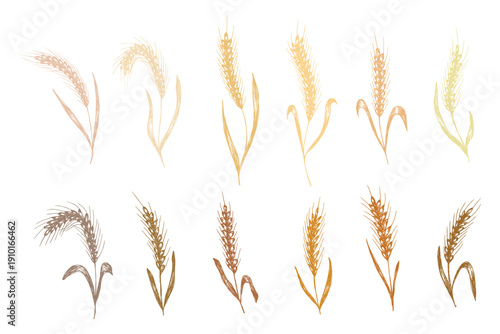 Set of hand drawn cereal wheat oat rye barley rice ears spikelet clipart Organic wheat bread agriculture farming harvest healthy food Single element for design print packaging label decor