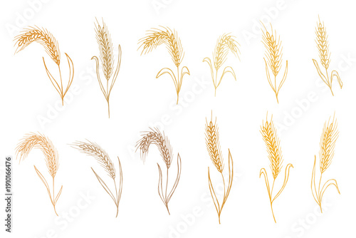 Set of hand drawn cereal wheat oat rye barley rice ears spikelet clipart Organic wheat bread agriculture farming harvest healthy food Single element for design print packaging label decor