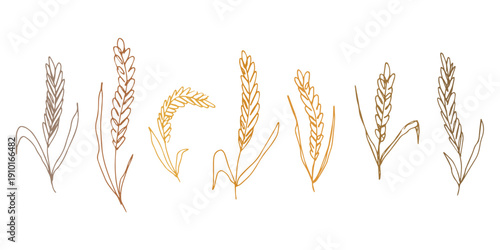 Set of hand drawn cereal wheat oat rye barley rice ears spikelet clipart Organic wheat bread agriculture farming harvest healthy food Single element for design print packaging label decor