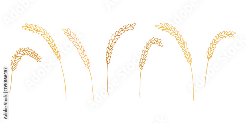 Set of hand drawn cereal wheat oat rye barley rice ears spikelet clipart Organic wheat bread agriculture farming harvest healthy food Single element for design print packaging label decor