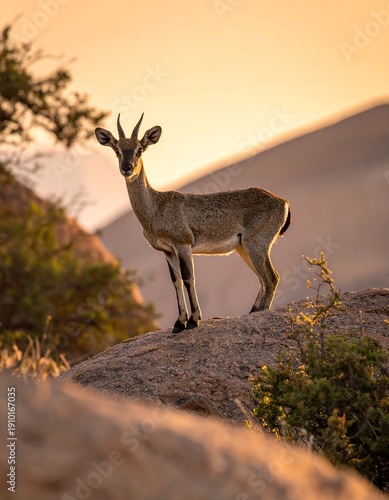 A young, graceful ungulate stands poised on a sunlit rock, with gentle curves of its horns visible against the sky