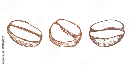 Set of hand drawn fresh roasted coffee bean Arabica robusta seed doodle Single element for design print packaging label decor