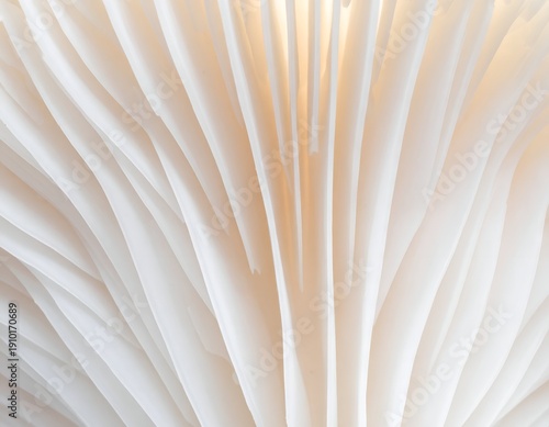 Close-up of delicate, white mushroom gills with soft, warm lighting