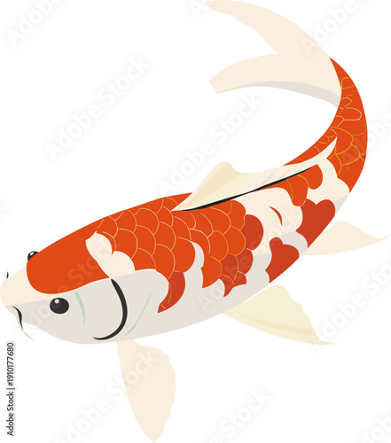 비단 잉어 일러스트