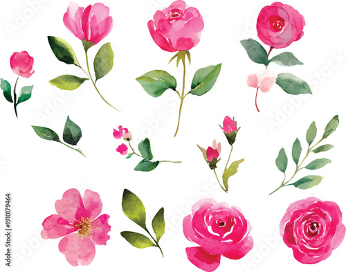 watercolor pink roses flowers