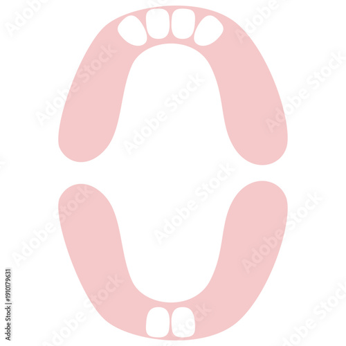 Baby Teeth Upper Lateral Incisors
