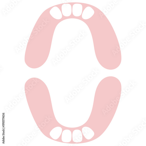 Baby Teeth Lower Lateral Incisors

