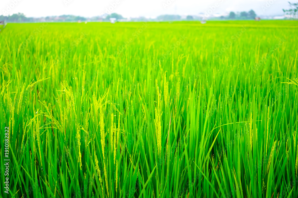 Obraz premium Lush green rice plants with maturing golden grains stand vibrantly in a sunlit paddy field conveying abundance and natural growth perfect for agriculture food and sustainability concepts.